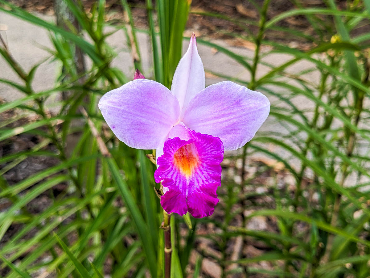 Bamboo Orchid